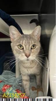 LOVEY -  Domestic Short Hair Cat for Adoption in West Palm Beach, Florida - LOVEY | PetCurious