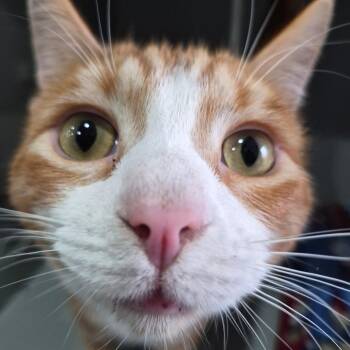 Baxter -  Domestic Short Hair Cat for Adoption in Bismarck, North Dakota - Baxter | PetCurious