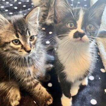Domestic Short Hair Cats Available for Adoption in Eaton Rapids, Michigan - Sonnet 55943 | PetCurious
