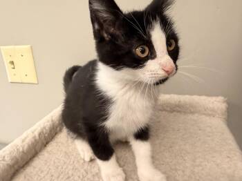 Rescue Domestic Short Hair Cats for Adoption in Batesville, Arkansas - Grace | PetCurious