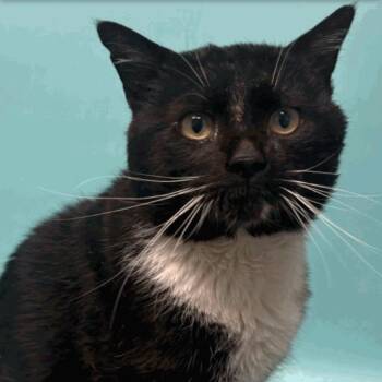 Domestic Short Hair Cats Available for Adoption in Lakewood, Colorado - Robin | PetCurious