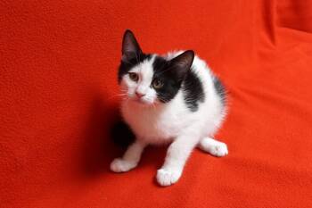 Rescue Domestic Short Hair Cats for Adoption in Fountain Hills, Arizona - Whisker Barrel | PetCurious