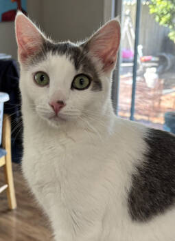 Rescue Domestic Short Hair Cats for Adoption in Salinas, California - Carusi | PetCurious