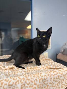 Vanilla -  Domestic Short Hair Cat for Adoption in Lovingston, Virginia - Vanilla | PetCurious