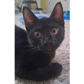 Zora Everett, adopt with a sibling -  Domestic Short Hair Cat for Adoption in Hudson, Massachusetts - Zora Everett, Adopt With A Sibling | PetCurious