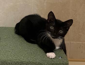 Rescue Domestic Short Hair Cats for Adoption in Syosset, New York - Firefly | PetCurious