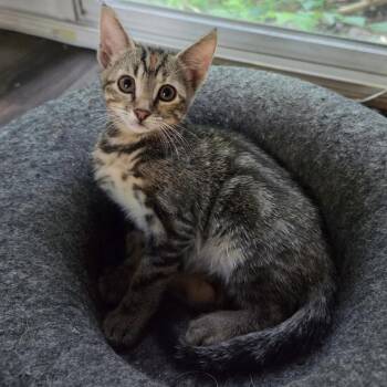 Toph -  Domestic Short Hair Cat for Adoption in Bentonville, Arkansas - Toph | PetCurious