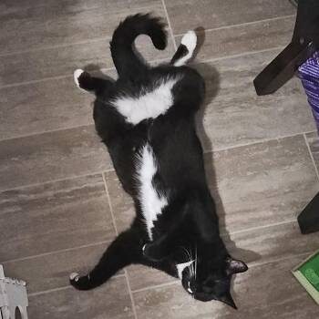 Macaroni -  Domestic Short Hair Cat for Adoption in Fredericton, New Brunswick - Macaroni | PetCurious