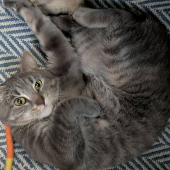 Shepherd -  Domestic Short Hair Cat for Adoption in Royal Oak, Michigan - Shepherd | PetCurious