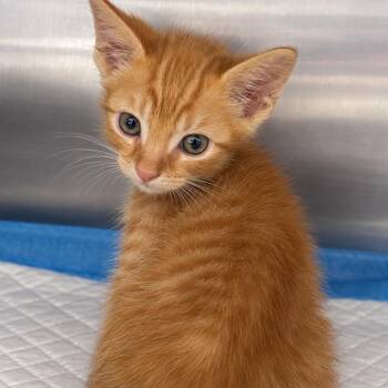 Henry -  Domestic Short Hair Cat for Adoption in Corbin, Kentucky - Henry | PetCurious