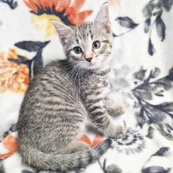 Pippin -  Domestic Short Hair Cat Available for Adoption in Mt. Juliet, Tennessee - Pippin | PetCurious