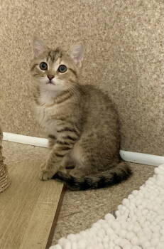 Rescue Tabby and Calico Cats for Adoption in Mccormick, South Carolina - Gucci | PetCurious