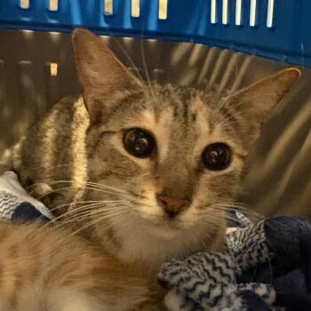 Domestic Short Hair Cats Available for Adoption in Costa Mesa, California - Duchess | PetCurious