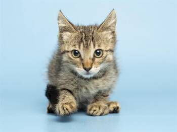 THOMAS -  Domestic Short Hair Cat for Adoption in Phoenix, Arizona - THOMAS | PetCurious