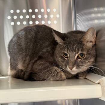 Aries AR -  Domestic Short Hair Cat for Adoption in Denver, Colorado - Aries AR | PetCurious