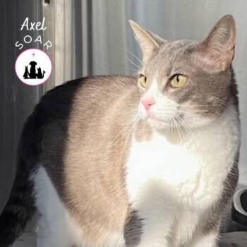 Domestic Short Hair Cats Available for Adoption - Axel | PetCurious