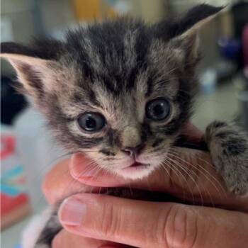 Loki -  Domestic Short Hair Cat for Adoption in North Canton, Ohio - Loki | PetCurious