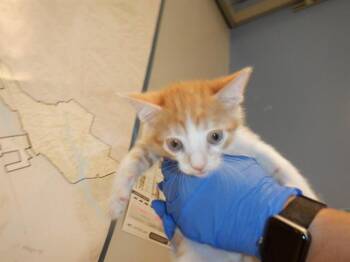 Domestic Short Hair Cats Available for Adoption in San Jose, California - A1407061 | PetCurious