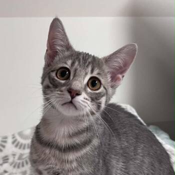 ASHARA -  Domestic Short Hair Cat for Adoption in Delhi, Ontario - ASHARA | PetCurious