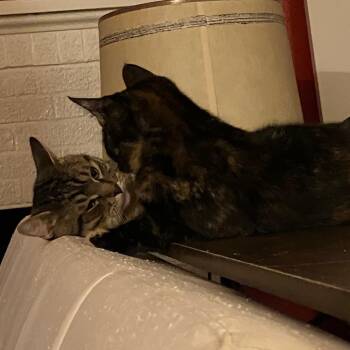 Rescue Domestic Short Hair Cats for Adoption in Moscow, Idaho - **COURTESY LISTING** Tigger | PetCurious