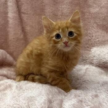 Baritone -Preadoption ONLY -  Domestic Medium Hair Cat for Adoption in Chilliwack, British Columbia - Baritone -Preadoption ONLY | PetCurious