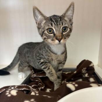Ash - Chino Hills Location -  Domestic Short Hair Cat for Adoption in Chino Hills, California - Ash - Chino Hills Location | PetCurious