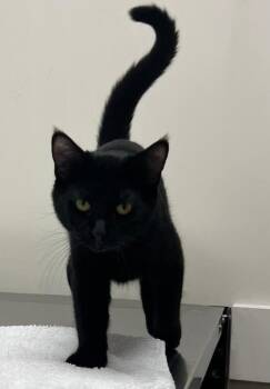 Sky -  Domestic Short Hair Cat for Adoption in St. Peters, Missouri - Sky | PetCurious