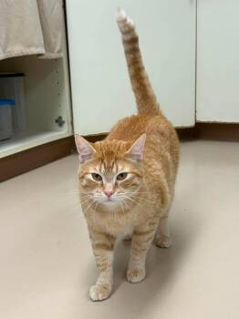 Tracker -  Domestic Short Hair Cat for Adoption in Maryville, Missouri - Tracker | PetCurious