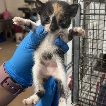 Daisy D3 -  Domestic Short Hair Cat for Adoption in Edinburg, Texas - Daisy D3 | PetCurious