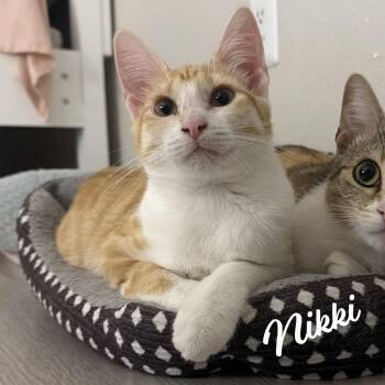 Nikki #sister-of-Lulu -  Tabby and Domestic Short Hair Cat for Adoption in Houston, Texas - Nikki #sister-of-Lulu | PetCurious