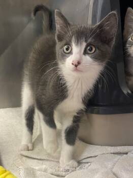 Rescue Domestic Short Hair Cats for Adoption in Pomona, New York - John | PetCurious