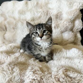 Filbert -  Domestic Short Hair Cat for Adoption in Penryn, California - Filbert | PetCurious