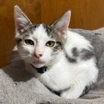 Lemonhead -  Domestic Short Hair Cat for Adoption in Dekalb, Illinois - Lemonhead | PetCurious