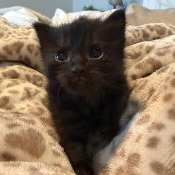 Merlin -  Domestic Short Hair Cat for Adoption in Englewood, Florida - Merlin | PetCurious