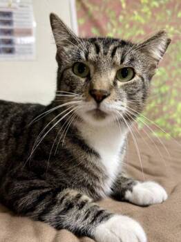 Albert -  Domestic Short Hair Cat for Adoption in San Antonio, Texas - Albert | PetCurious