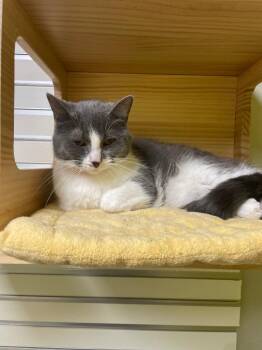 Rescue Domestic Short Hair Cats for Adoption in New Philadelphia, Ohio - Manuela | PetCurious
