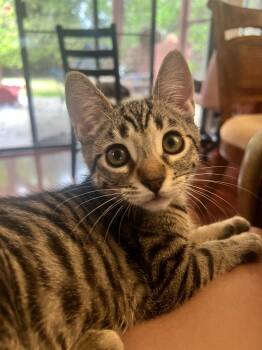 Rescue Domestic Short Hair Cats for Adoption in Davis, California - Cypress | PetCurious