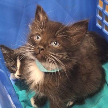 Cure - In Foster! -  Domestic Short Hair Cat for Adoption in Flagstaff, Arizona - Cure - In Foster! | PetCurious