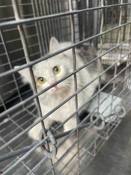 Domestic Medium Hair Cats Available for Adoption - MAZZY | PetCurious