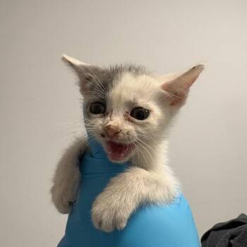 Andre -  Domestic Short Hair Cat for Adoption in West Palm Beach, Florida - Andre | PetCurious