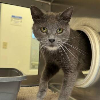Pamphlet -  Domestic Short Hair Cat for Adoption in York, Pennsylvania - Pamphlet | PetCurious