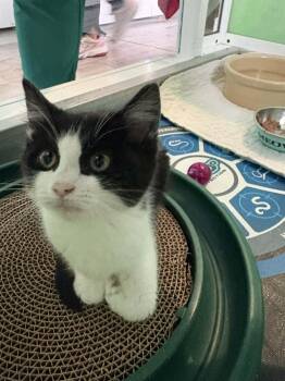 Domestic Short Hair Cats Available for Adoption in Barboursville, West Virginia - Matilda | PetCurious