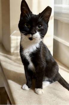 Tuxedo and Domestic Short Hair Cats Available for Adoption - Xaviaer | PetCurious