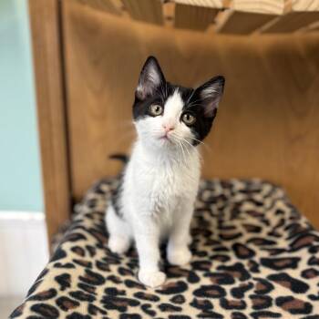Domestic Short Hair Cats Available for Adoption in Fargo, North Dakota - Titanium--In Foster | PetCurious