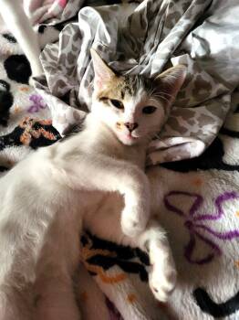 Snickerdoodle -  Tabby and Domestic Short Hair Cat for Adoption in Walnut Creek, California - Snickerdoodle | PetCurious