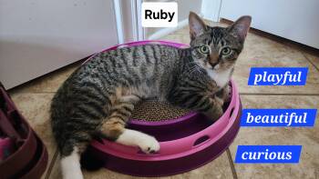 Ruby -  Domestic Short Hair Cat for Adoption in Maryville, Tennessee - Ruby | PetCurious