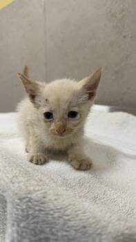 Goose -  Domestic Short Hair Cat for Adoption in Honolulu, Hawaii - Goose | PetCurious