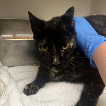 Happy Feet -  Domestic Short Hair Cat for Adoption in Harrisonburg, Virginia - Happy Feet | PetCurious