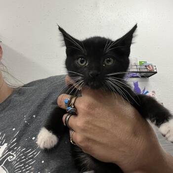 Smudge -  Domestic Short Hair Cat for Adoption in Idaho Falls, Idaho - Smudge | PetCurious