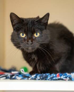 Nightwing -  Domestic Short Hair Cat for Adoption in Pequot Lakes, Minnesota - Nightwing | PetCurious